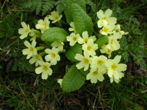 Wild Primroses