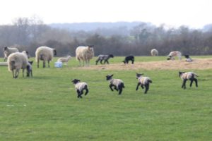 Spring lambs wondeful for the kids