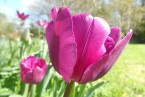 tulips enjoying the sunshine