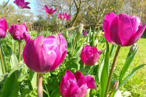 Tulips by the orchard carp lake